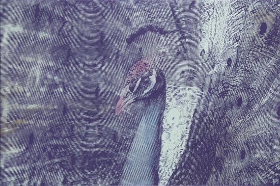 Olympeacock by Kamil Kmiecik, 2015