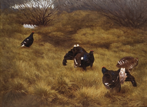 Black Game in Springtime by Bruno Liljefors, 1909