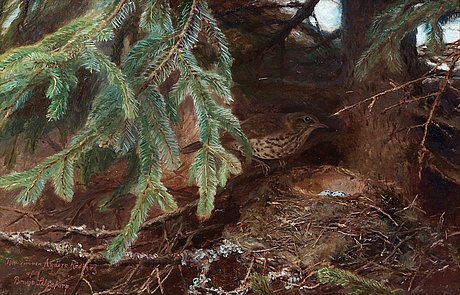 Song Thrush by a Nest