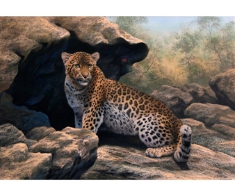 Leopard by Rocks - Peter Jepson