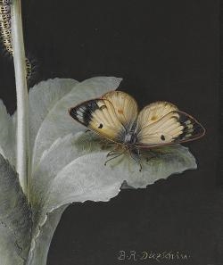 Crawling with Life: Flower drawings from the Henry Rogers Broughton Bequest - Fitzwilliam Museum