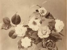 Adolphe Braun - f 5,6