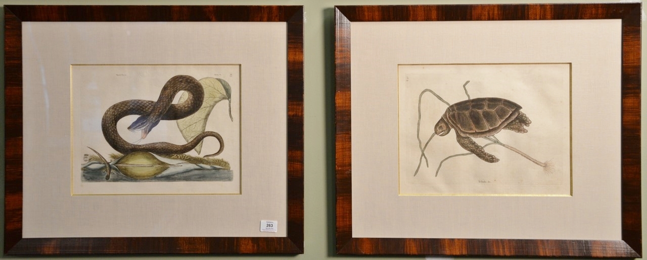 Artwork by Mark Catesby, Two Works: The Green Turtle (Testudo) Plate #38 and The Brown Viper (Vipera Fusca) Plate #45, Made of hand colored copper plate engravings