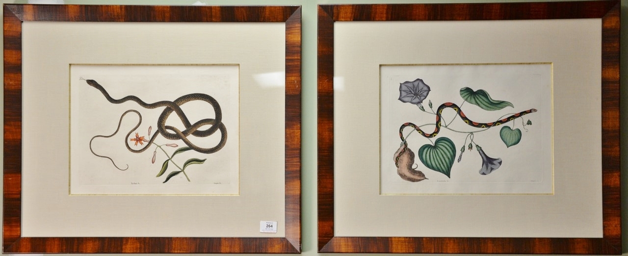 Two Works: The Coach-Whip Snake (Anguis Flagelli Formis) Plate #54 and Convolus Anguis Plate #60 by Mark Catesby