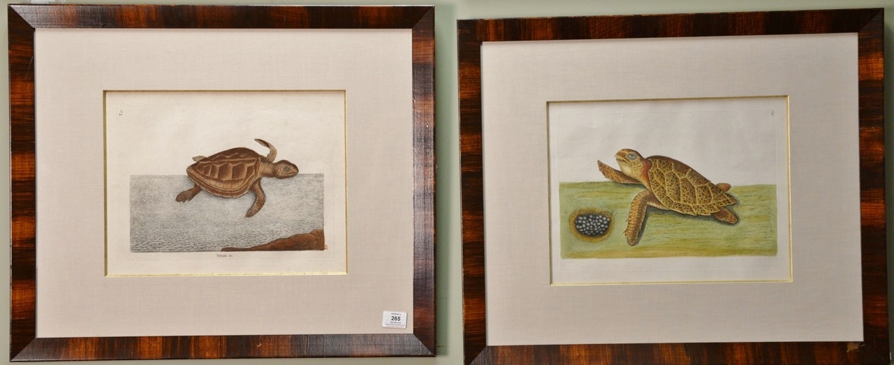 Two Works: The Logger-Head Turtle (Teftudo Marina Caovanna) Plate #40 and The Hawks-Bill Turtle (Teftudo Caretta) Plate #39 by Mark Catesby