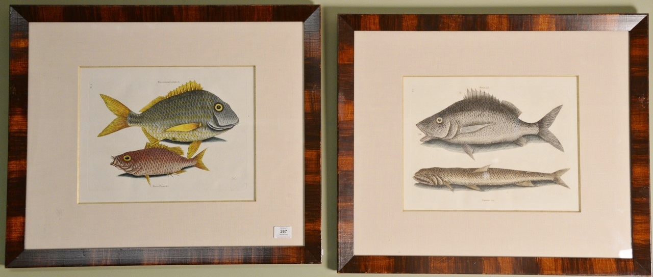 Two Works: The Margate-fish (Perca), The Sea Sparrow Hawk (Saurus) Plate #2 and The Pork Fish (Perca Rhomboidalis) The Schoolmaste (Perca Plunis) Plate # 4 by Mark Catesby