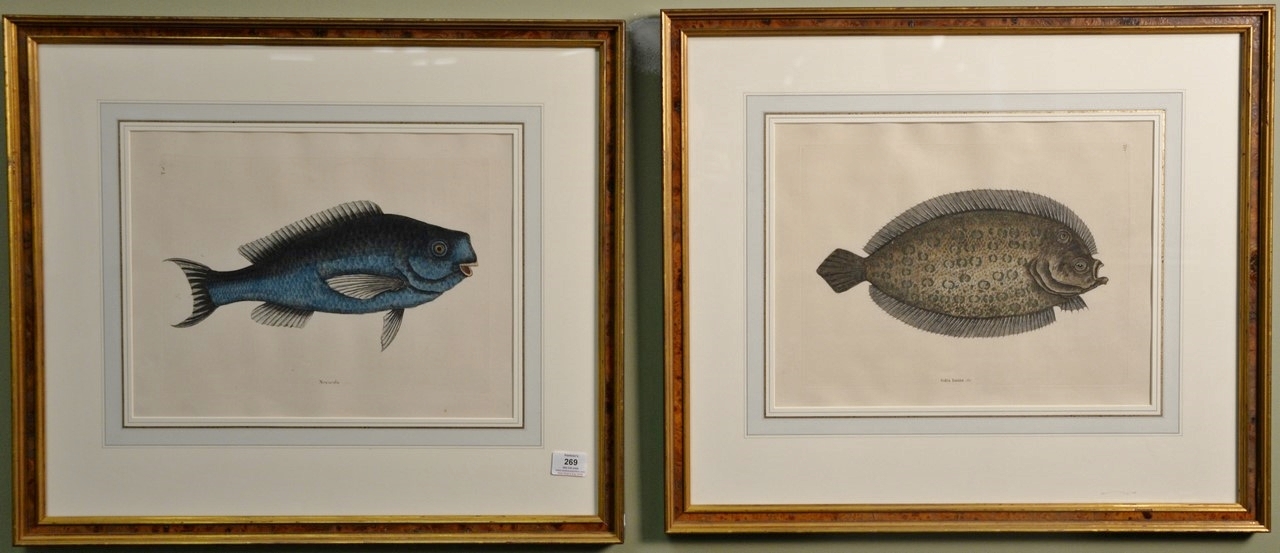 Two Works: Solea Lunata, Sole or Flounder Plate #T27 and Novacula, Blue Fish Plate #18