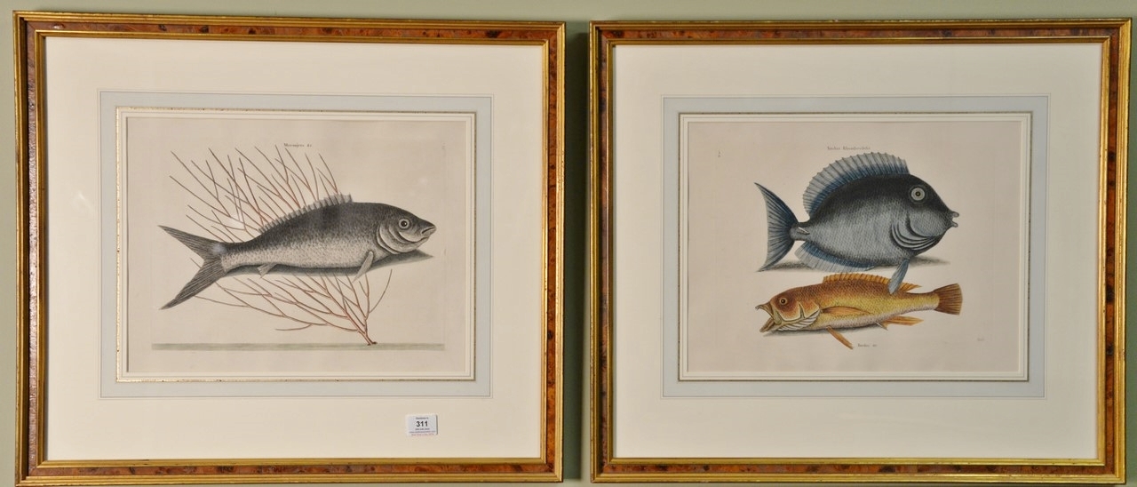 Two Works: Turdus, Tang & Yellow Fish Plate #10 and Mormijrus, Bone Fish Plate #13