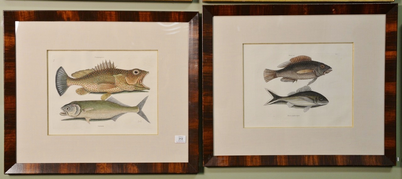 Two Works: The Hind Ccugupuguacua, The SkipJack Saltatrix ltatrix Plate #14 and The Negro Fish Pesca Perca, The Black-Tail Cauda Nigra Plate #7 by Mark Catesby