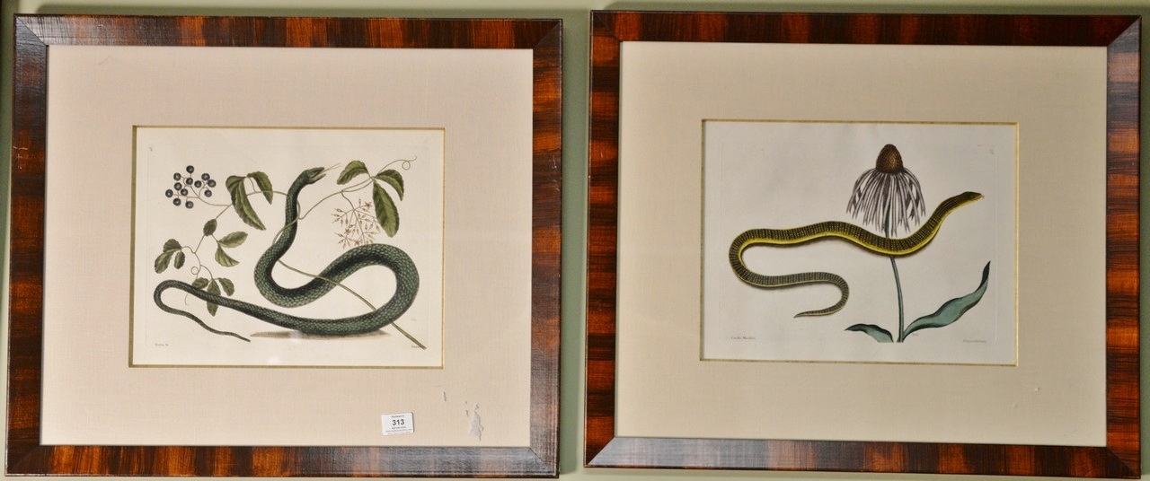 Two Works: The Black Snake (Anguis Aigra) Plate #48 and The Grass Snake (Caecilia Maculata) Plate #59 by Mark Catesby