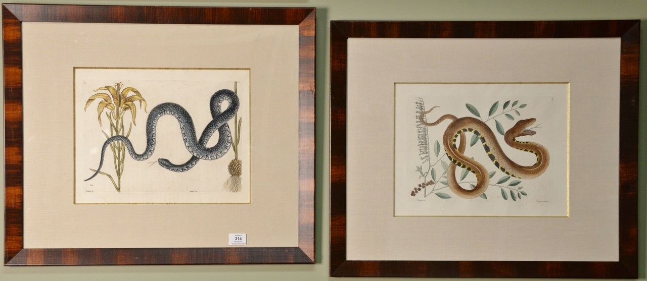 Two Works: Lilium Snake Anguis Plate #58 and The Water Viper (Vipera Aquatica) Plate #43 by Mark Catesby