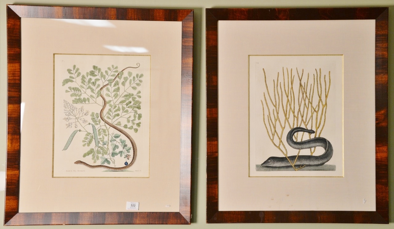 Two Works: The Spotton Ribbon Snake (Anguis Gracilis Maculatus) Plate #51 and The Old Wife Guaperva Plate #22