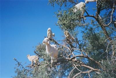 About Goats and Women in Oil Production by Anna Jermolaewa, 2015