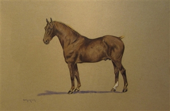 Portrait of a Liver Chestnut Cob - G. Falkner