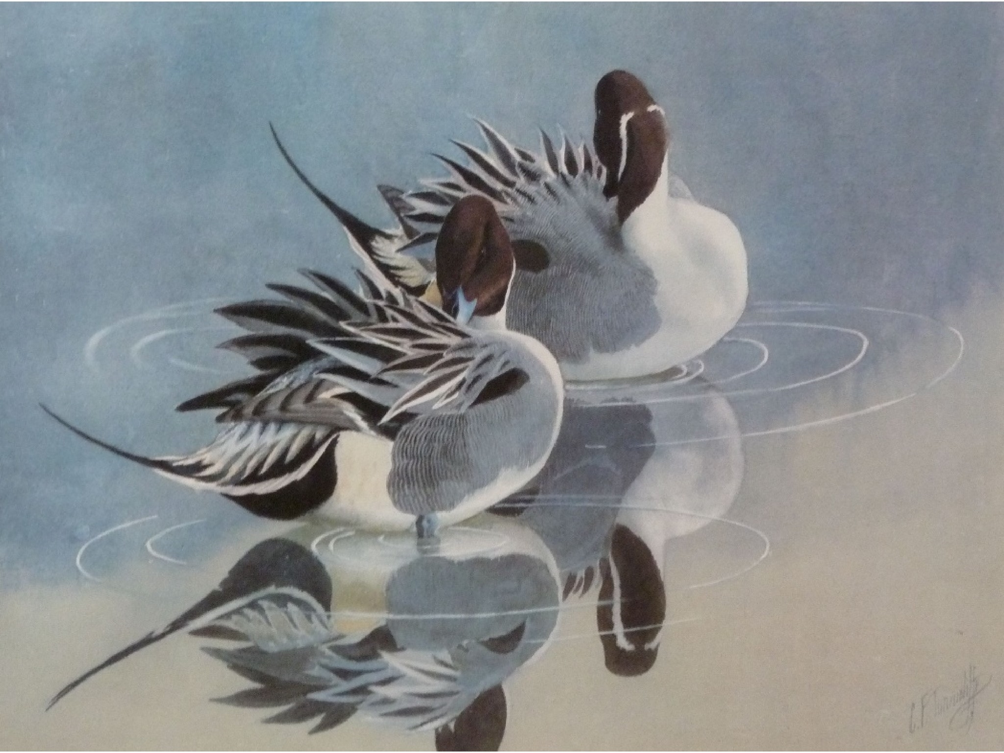 Charles Frederick Tunnicliffe Two Works Group of Mallard Ducks, Pair