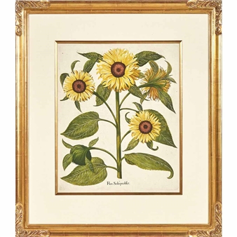 8 Works: Flower Studies - Basilius Besler