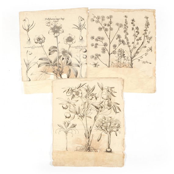 Three Botanical Illustrations from Hortus Eystettensis by Basilius Besler