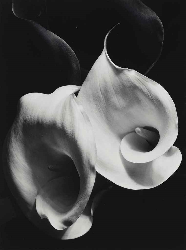 Artwork by Imogen Cunningham, Two Callas, Made of gelatin silver print, mounted on board