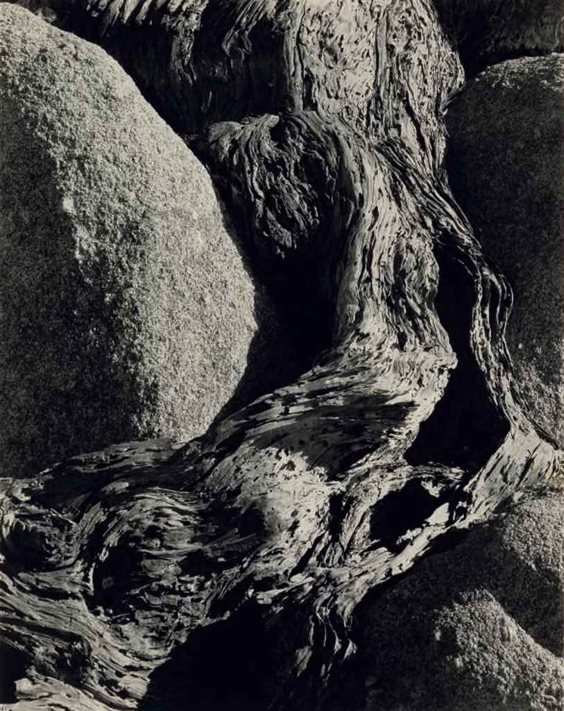 Cypress Root, Seventeen Mile Drive by Edward Weston, 1929