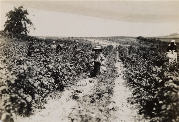 A four year old helper in the berry, Baltimore, Md. Mother said, "He helps a little." by Lewis Hine, 1909