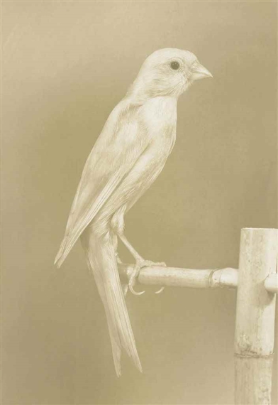 Canary #2, from: Canaries by Carsten Höller, 2009