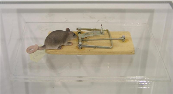 Trappola per topi by Francesco de Molfetta, 2004