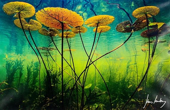 Water Lillies Suspended - Frans Lanting