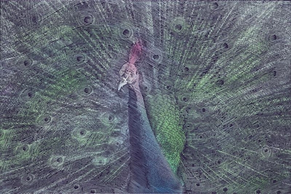 Olympeacock II by Kamil Kmiecik, 2015