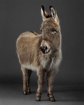 Peter Samuels: Fairy Tale Animals - 111 Minna Gallery