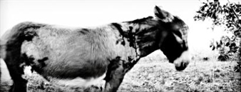 Fontaneilles - Jean Spricigo