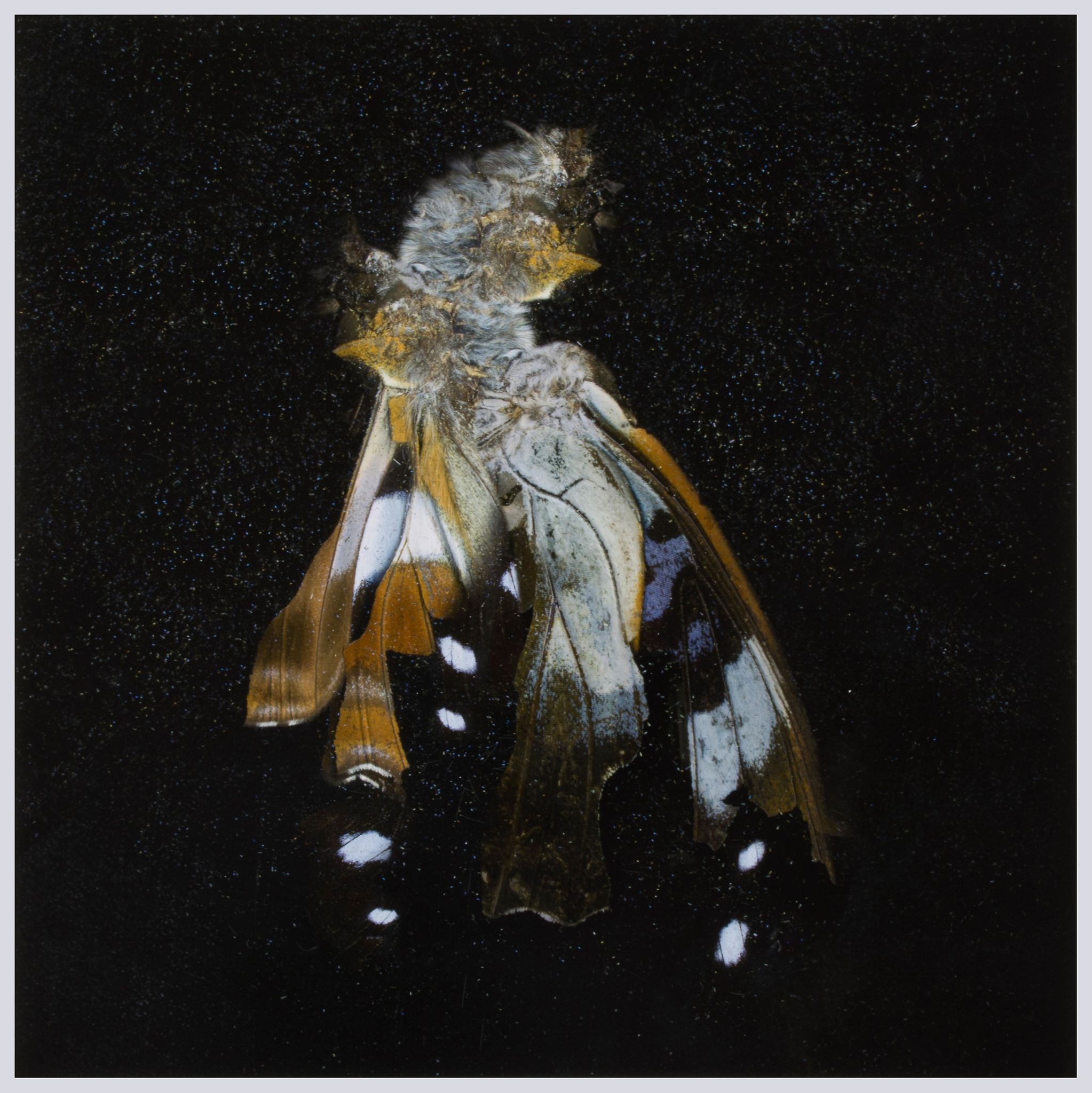 Mat Collishaw | Insecticide 38 (2012) | MutualArt