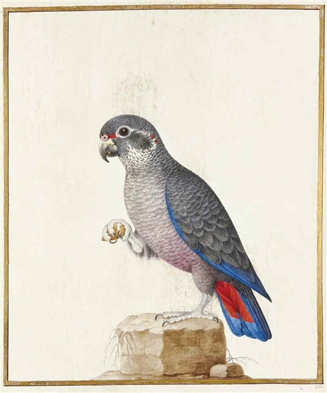 Pione violette sur un rocher (Pionus fuscus) by Nicolas Robert