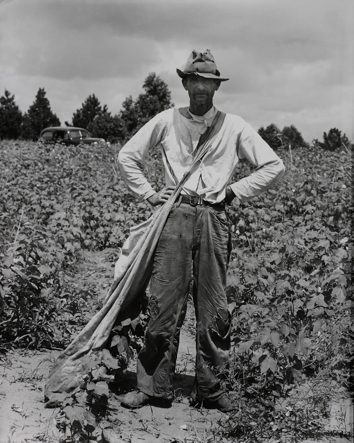 Bud Fields in his cotton field, Hale County, Alabama, Summer