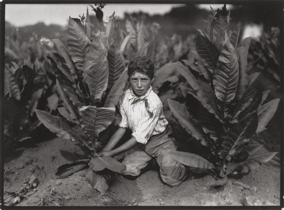 Child Labor (Boy & Tobacco Plants)