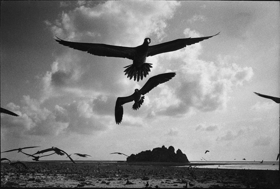 Le ballet des oiseaux sur l'île de Clipperton, dans l'océan Pacifique. by Benoit Gysembergh, 1987, printed later