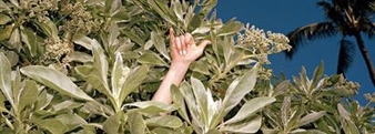 Brendan George Ko: We Soon Be Nigh - Le Gallery