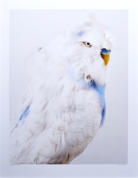Budgerigar Lenny by Leila Jeffreys, 2010