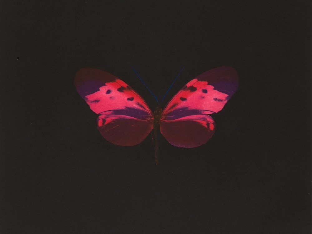 Damien Hirst | Memento-Pink Butterfly (2008) | MutualArt