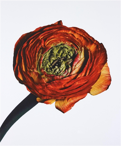 Ranunculus/ Ranunculus asiaticus: Picotee, New York