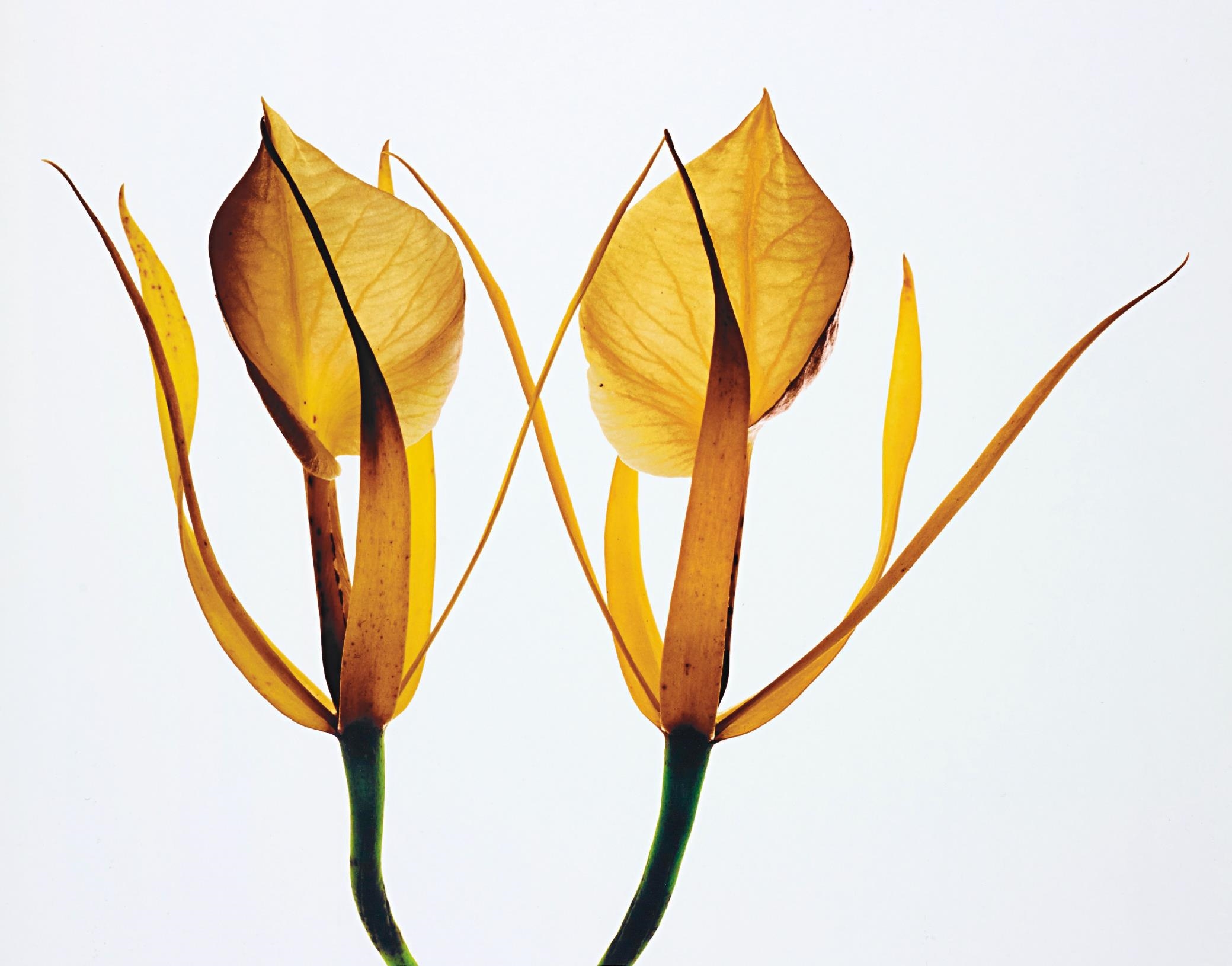 Artwork by Irving Penn, Orchids: Brassavola Nodosa, New York, Made of Pigment print