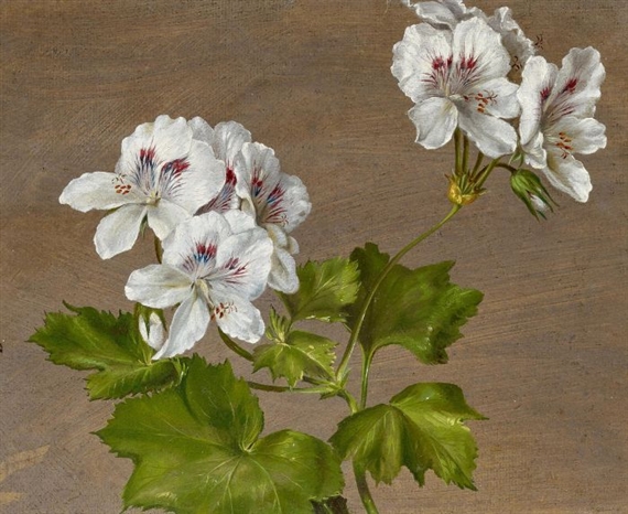 Geranium Blossom by Carl Adolf Senff