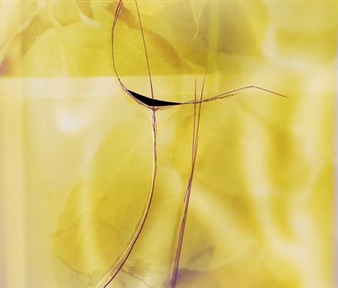 Ketuta Alexi-Meskhishvili: Hollow Body - Andrea Rosen Gallery