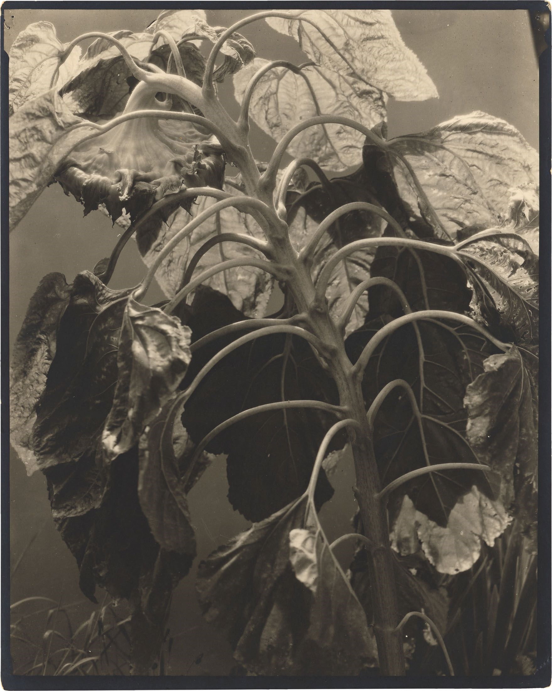 Edward Steichen | Sunflower (1921) | MutualArt