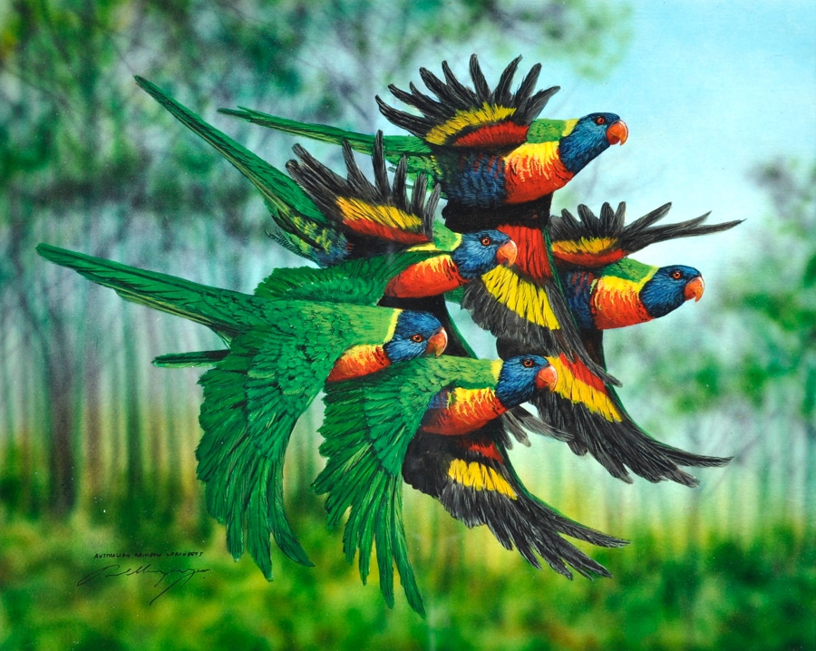 Paul Margocsy | Rainbow Lorikeets in Flight | MutualArt