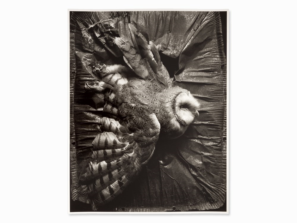 Artwork by Eberhard Grames, Barn Owl, Made of Gelatin silver print