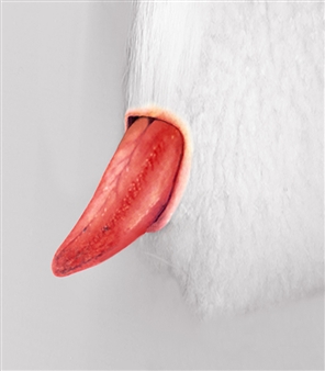 Pat Brassington: Just So - Stills Gallery