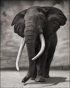 Nick Brandt - Edwynn Houk Gallery, Zurich