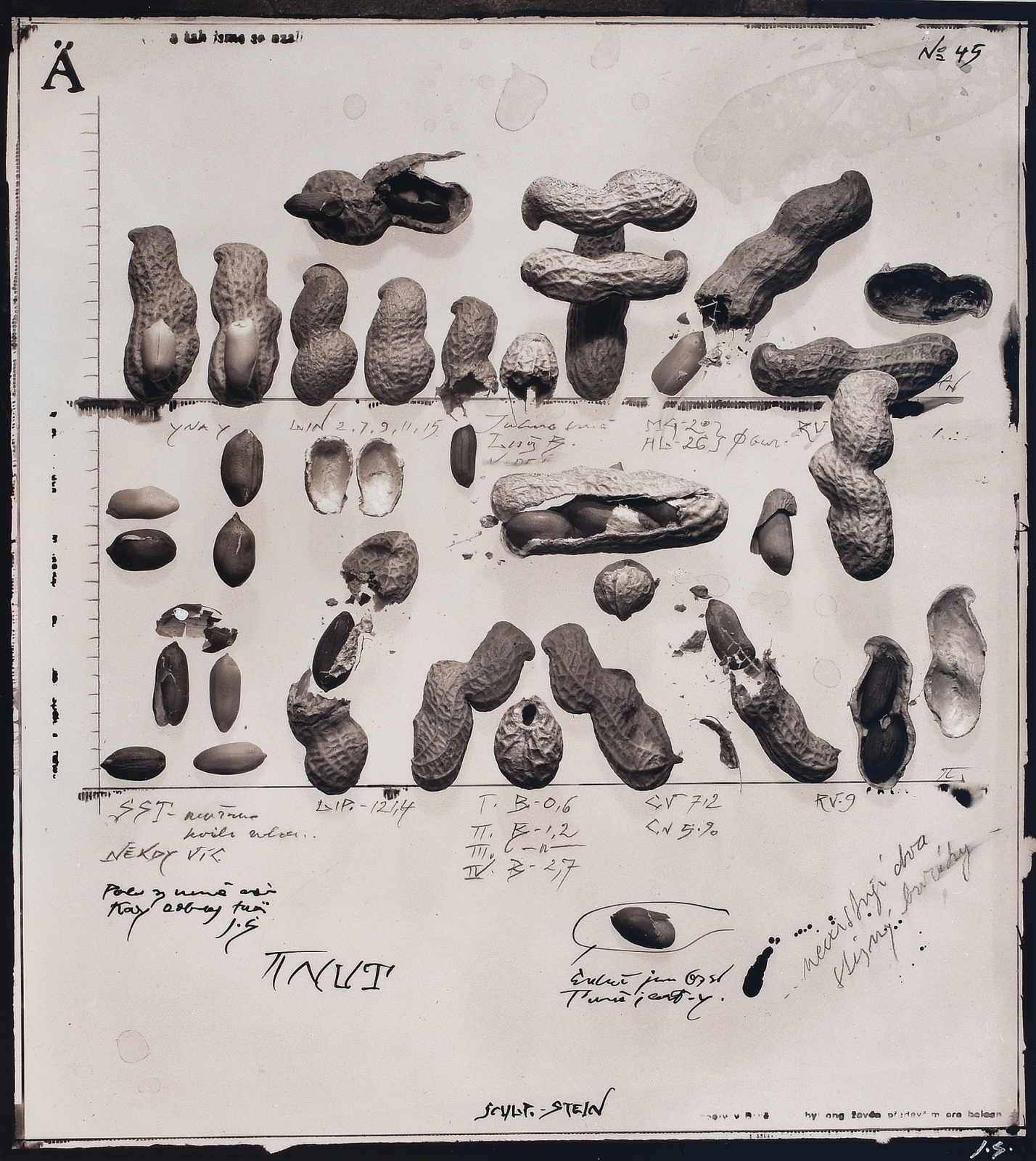 Artwork by Jiří Stach, Untitled, Made of Vintage gelatin silver print