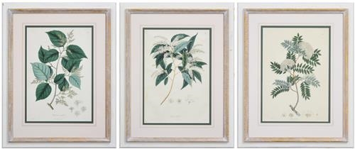 Artwork by Nathaniel Wallich, Three Works: Pyrus Foliolosa, Blacknellia Napalensis & Ceresus Acuminata (c.1834), Made of original hand-coloured lithographs