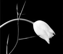 Robert Mapplethorpe: 1979-1989 - Galeri Nev, Istanbul